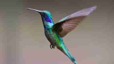 Hummingbird representing ADHD adults in a crisis