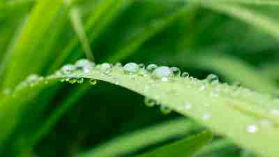 Let anger roll off you like dew on grass